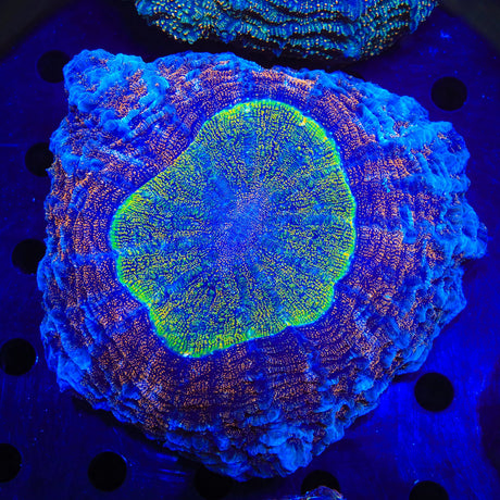 Rainbow Acanthophyllia Coral