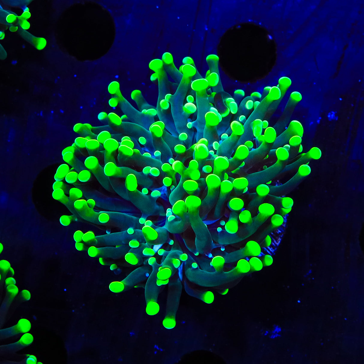 Neon Green Tip Frogspawn Coral