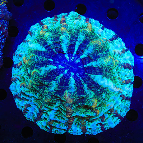 Rainbow Indophyllia Coral