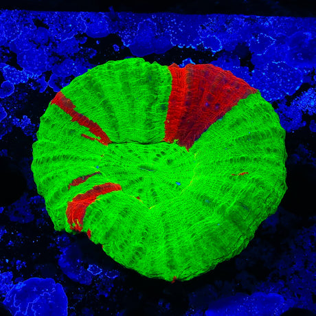 Bleeding Apple Scolymia Coral