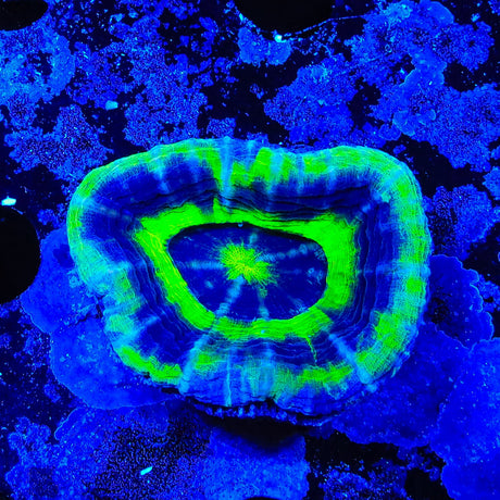 UFO Scolymia Coral