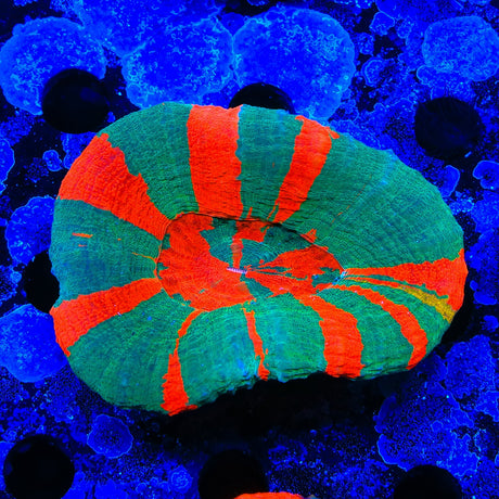 Ultra Striped Scolymia Coral