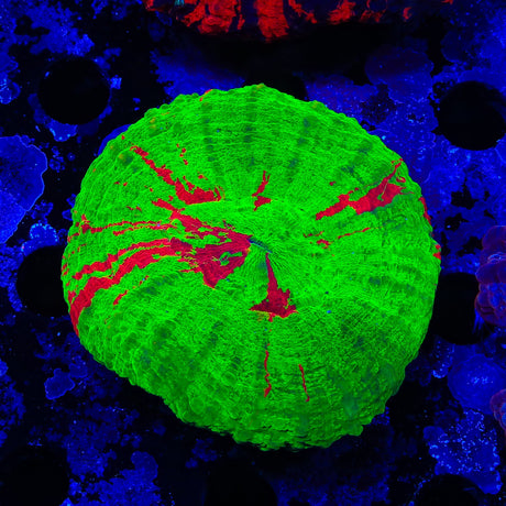 Bleeding Apple Scolymia Coral