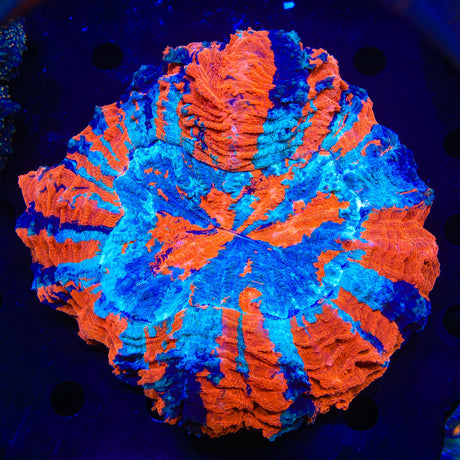 Rainbow Acanthophyllia Coral