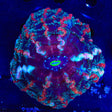 Rainbow Indophyllia Coral