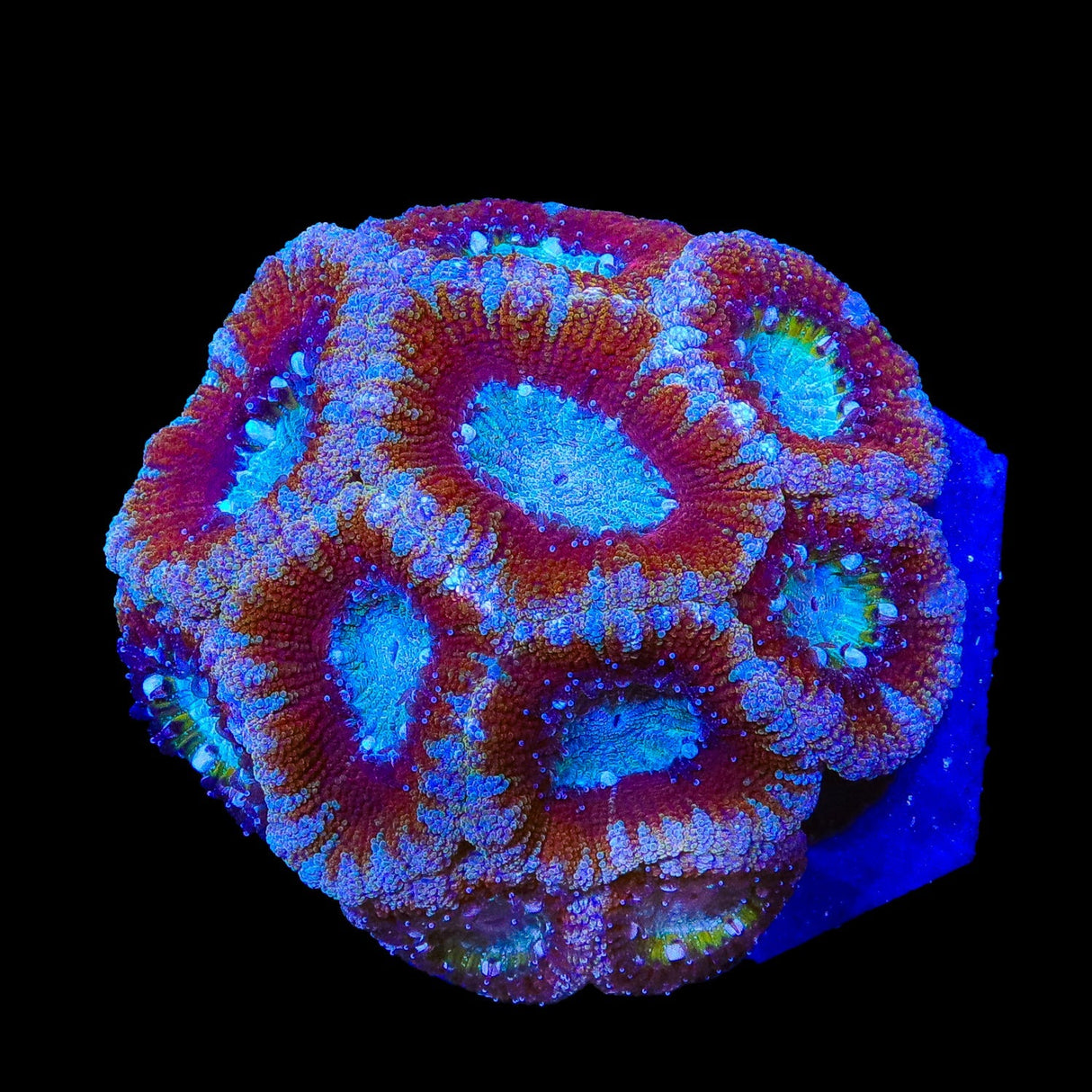 Ultra Deepwater Acan Colony Coral 2 - 3"