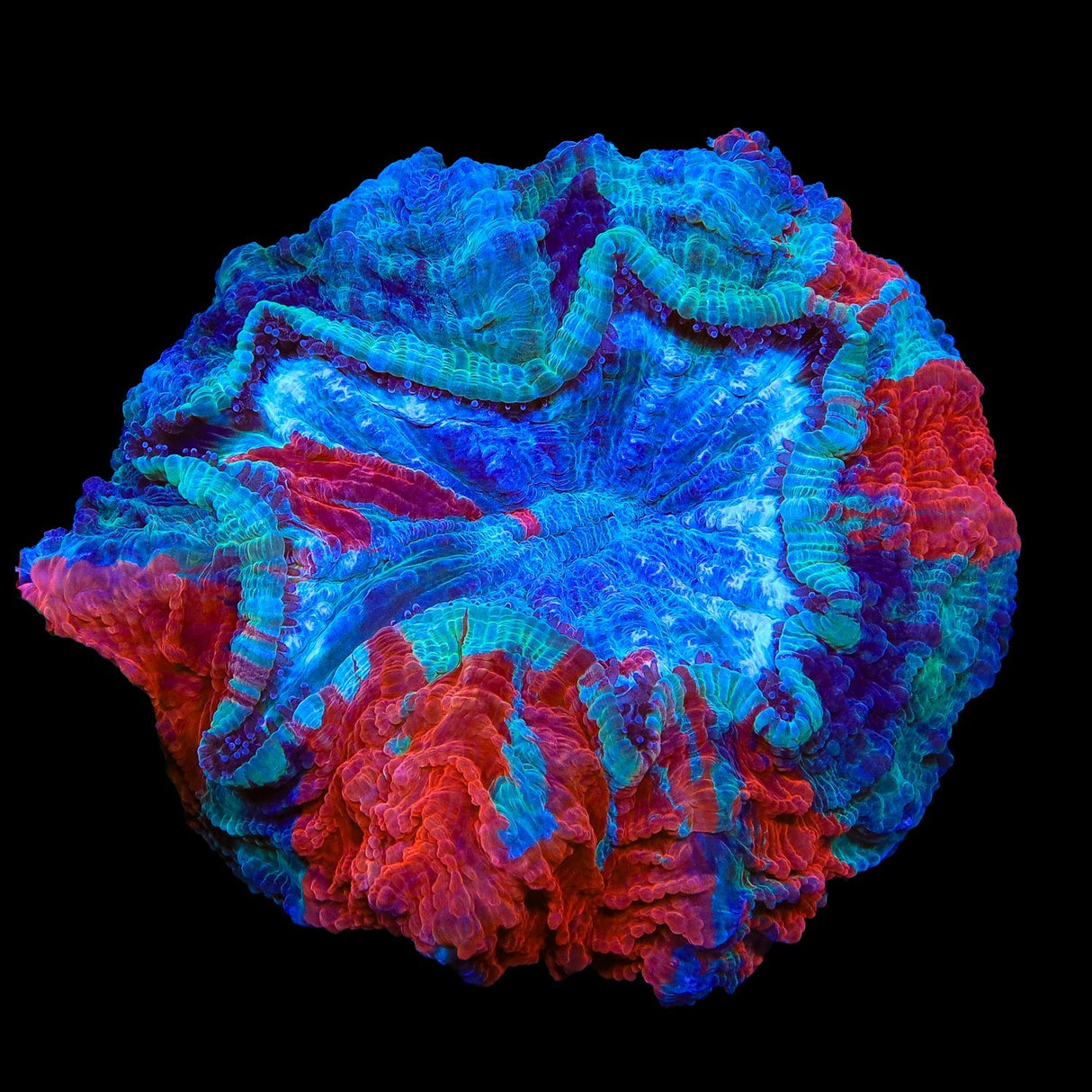 Rainbow Acanthophyllia Coral 5 - 6"