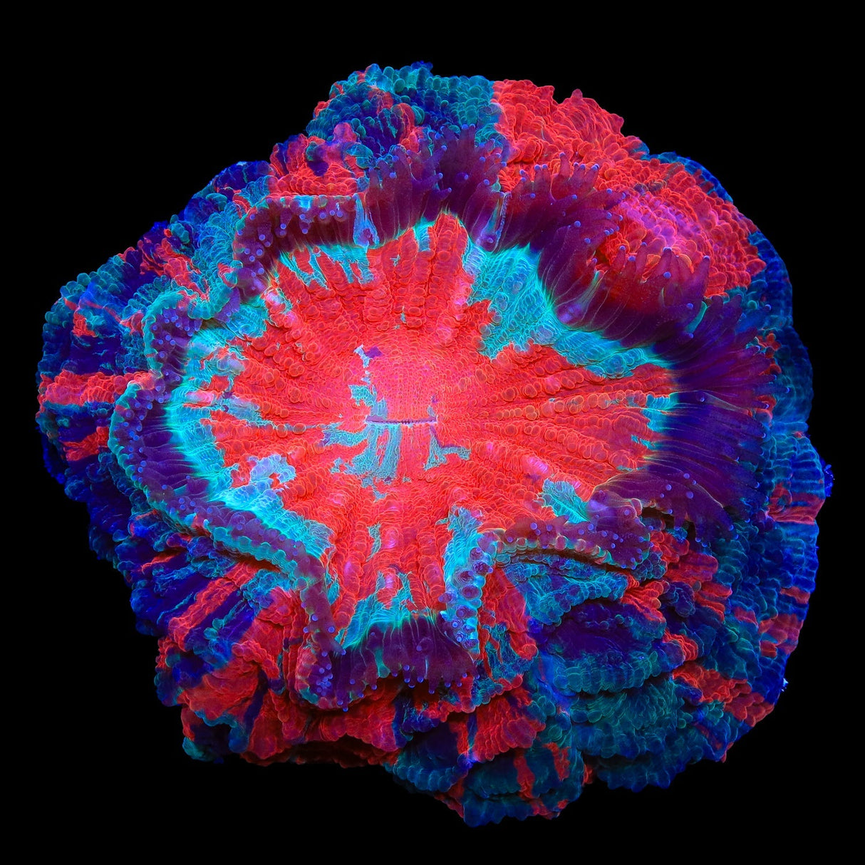 Rainbow Acanthophyllia Coral 5 - 6"