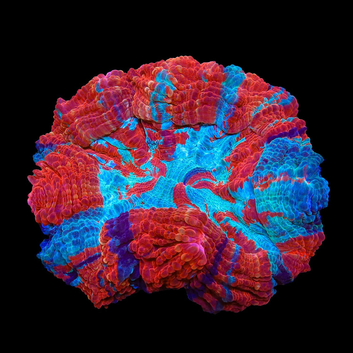 Rainbow Acanthophyllia Coral 5 - 6"