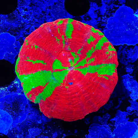 Bleeding Apple Scolymia Coral