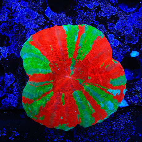 Bleeding Apple Scolymia Coral