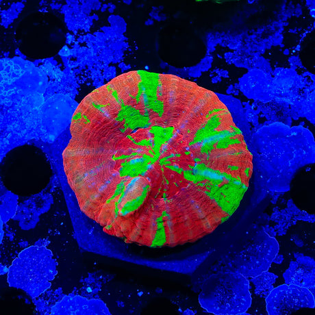 Bleeding Apple Scolymia Coral