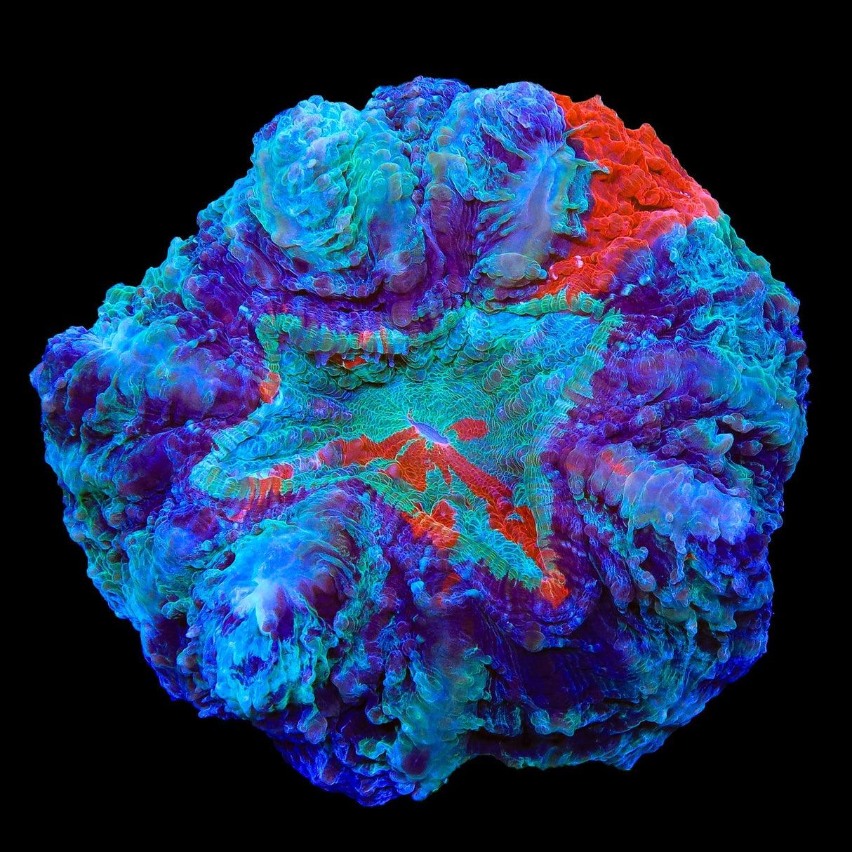 Rainbow Acanthophyllia 5" Coral