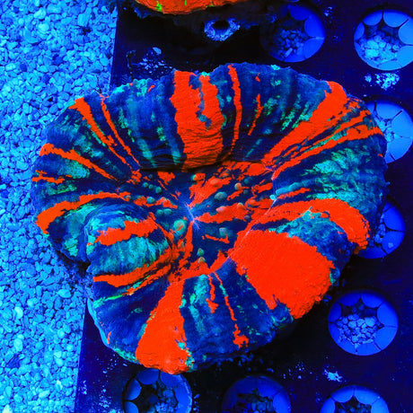 Warpaint Scolymia Coral