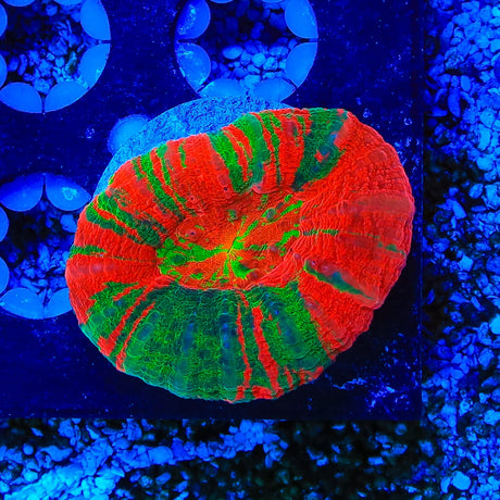 Bleeding Apple Scolymia Coral