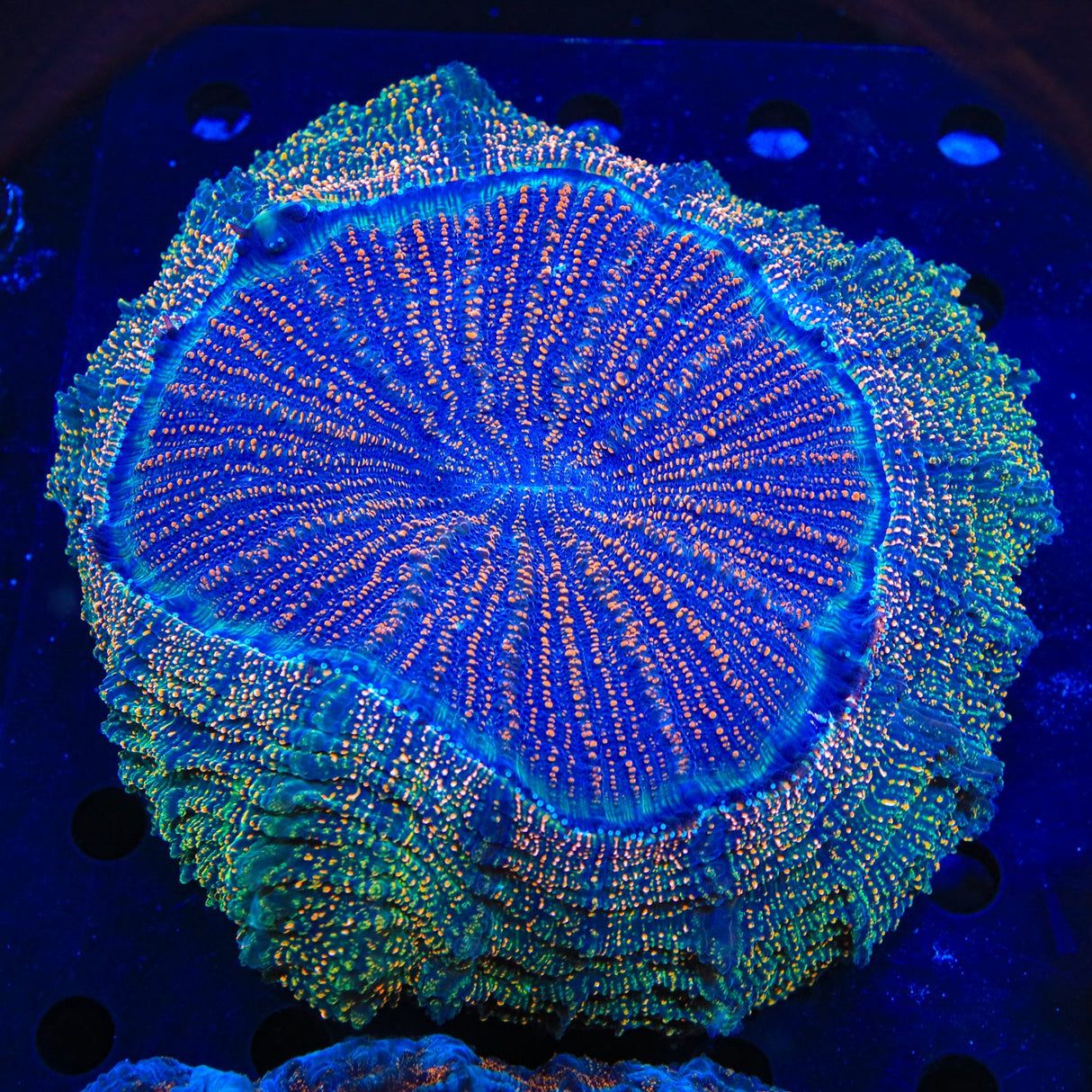 Rainbow Acanthophyllia Coral