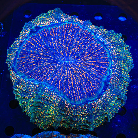 Rainbow Acanthophyllia Coral