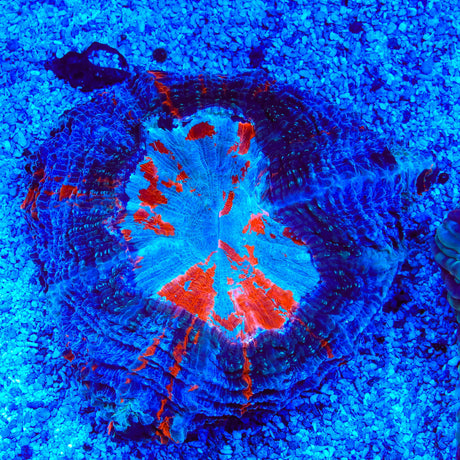 Rainbow Acanthophyllia Coral