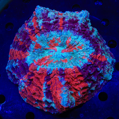 Rainbow Acanthophyllia Coral