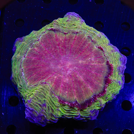 Rainbow Acanthophyllia Coral