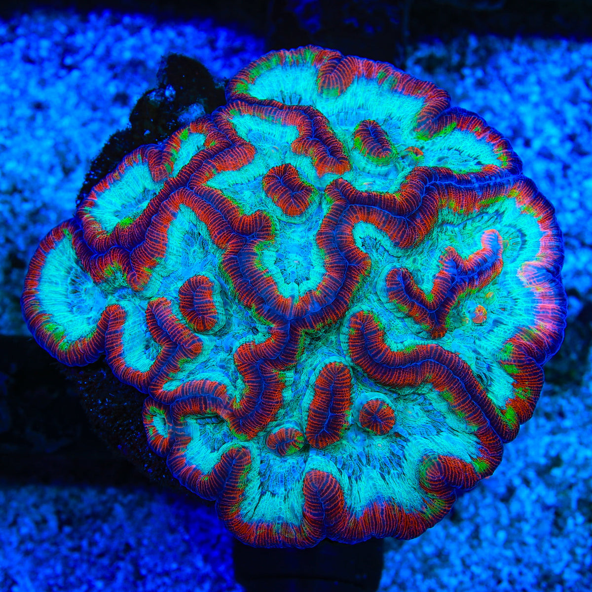 Rainbow Wilsoni Coral