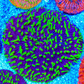 Purple Fungia Plate Coral