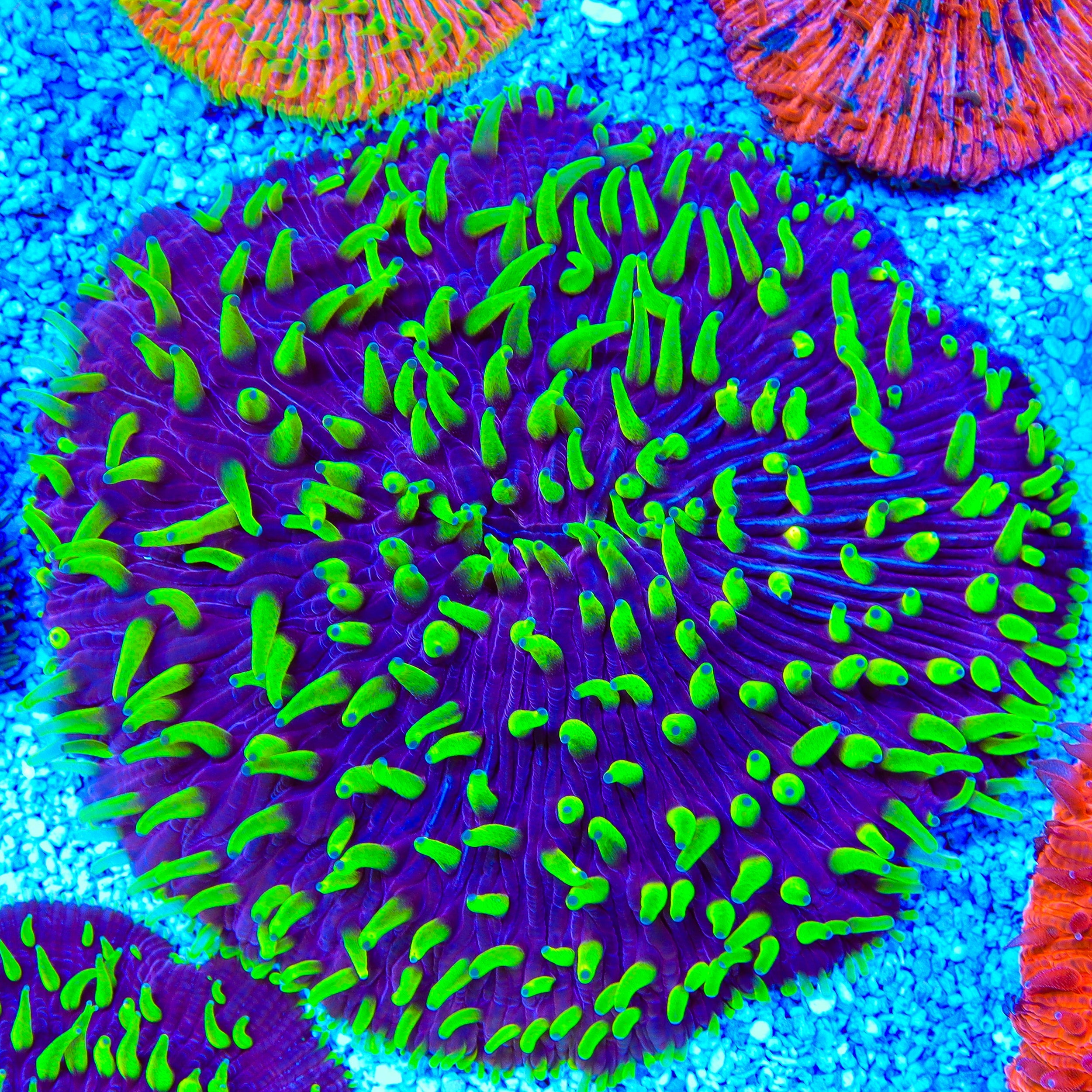 Purple Fungia Plate Coral