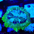Ultra Lime Acanthophyllia Coral