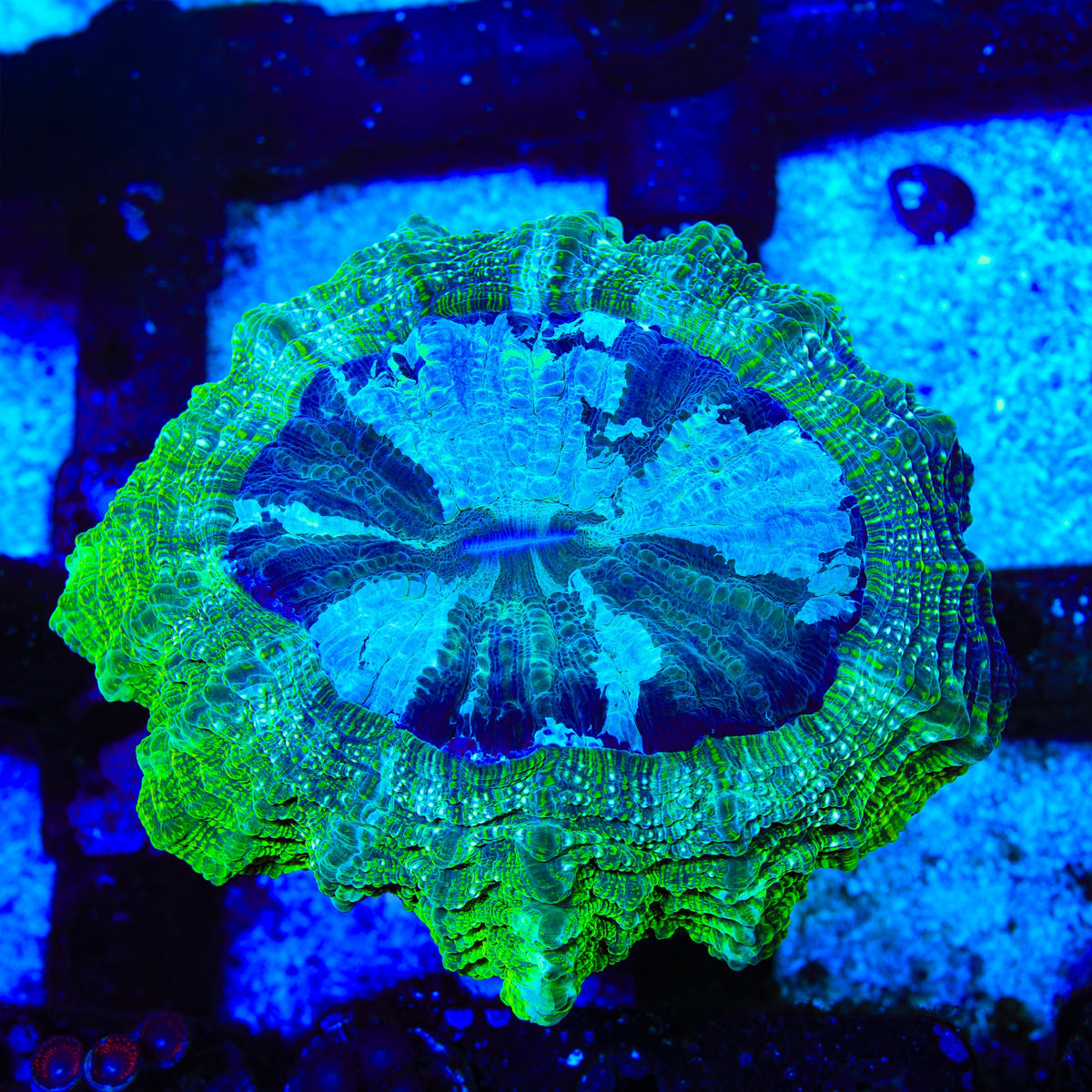 Ultra Lime Acanthophyllia Coral