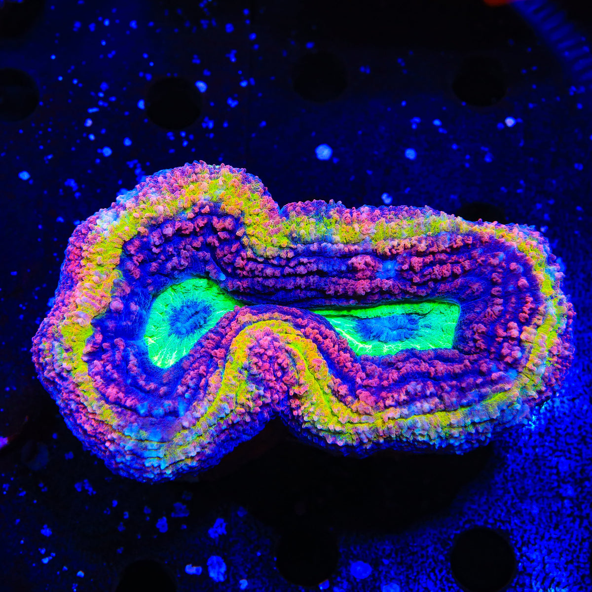 Insane Rainbow Lobophyllia Coral