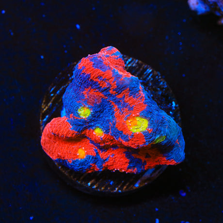Rainbow Mini Colony Chalice Coral
