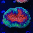 Rainbow Lobophyllia Coral