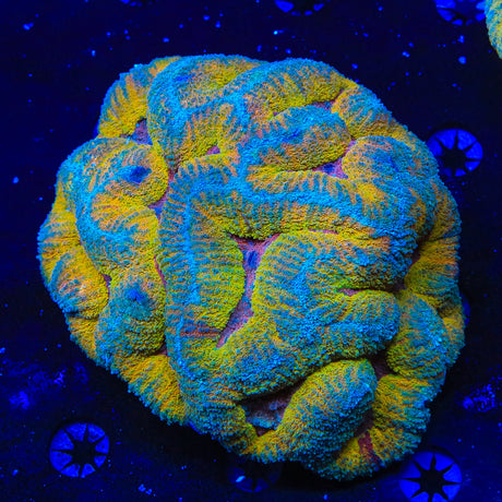 Ultra Rainbow Lobophyllia Coral
