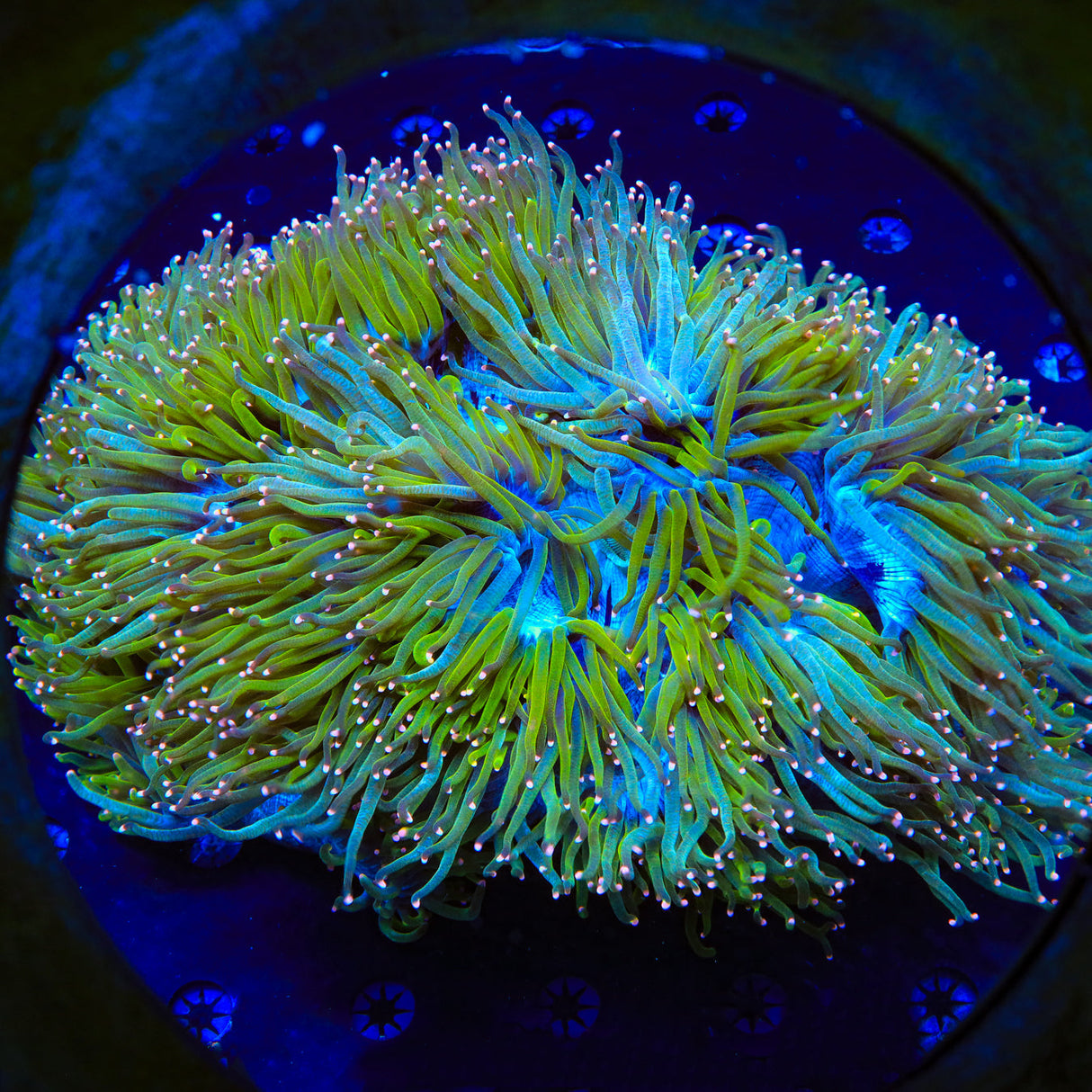 Ultimate Guide to Coral Types: SPS, LPS, and Soft Corals for Your ...