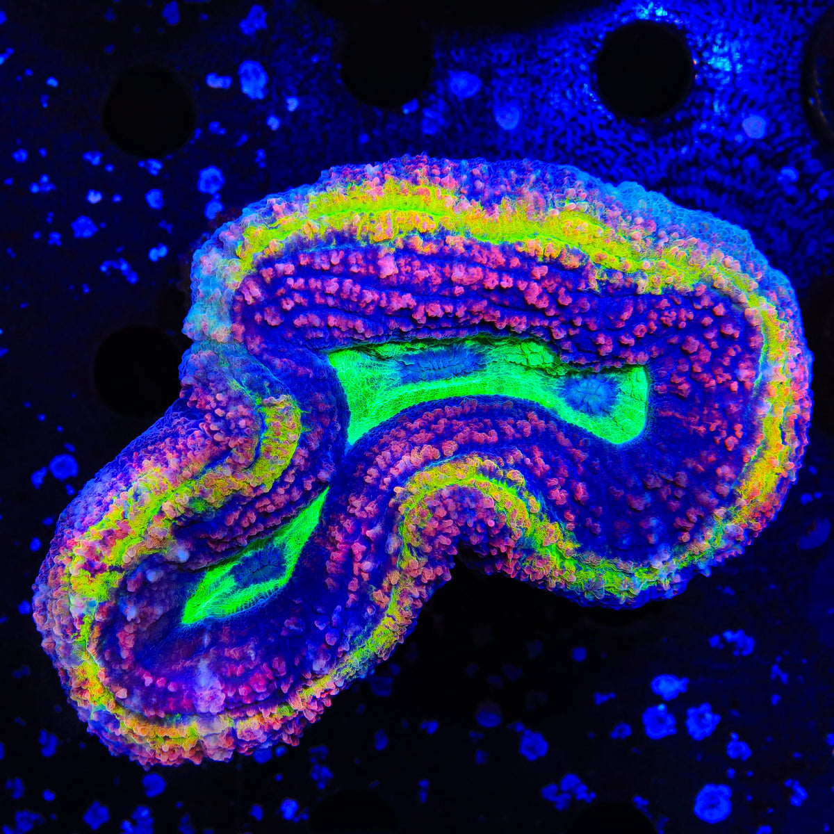 Insane Rainbow Lobophyllia Coral