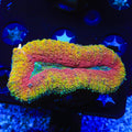 Rainbow Lobophyllia Coral