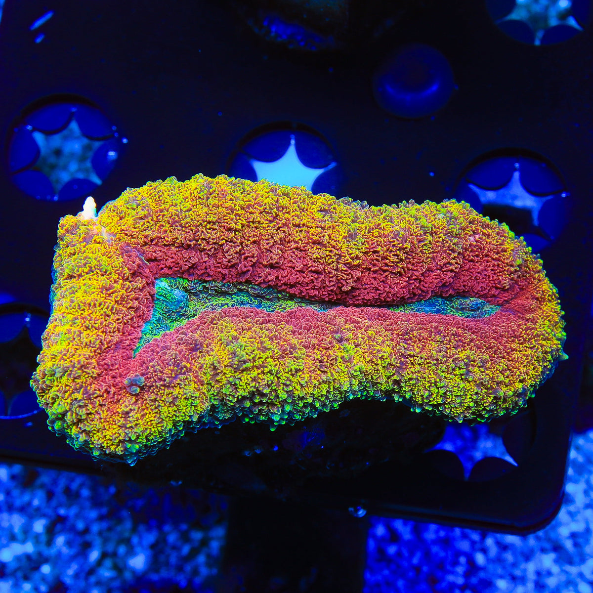 Rainbow Lobophyllia Coral
