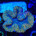 Rainbow Lobophyllia Coral