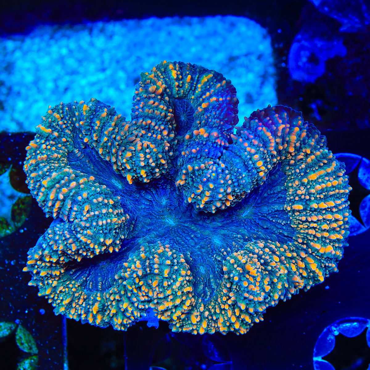 Rainbow Lobophyllia Coral