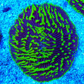 Joker Ultra Plate Coral