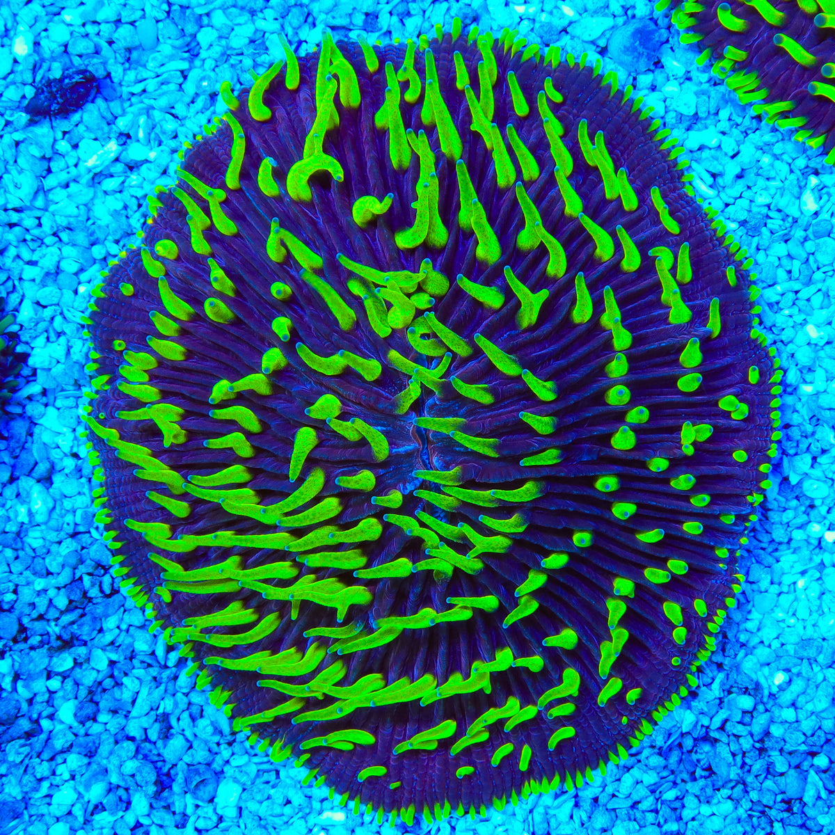 Joker Ultra Plate Coral