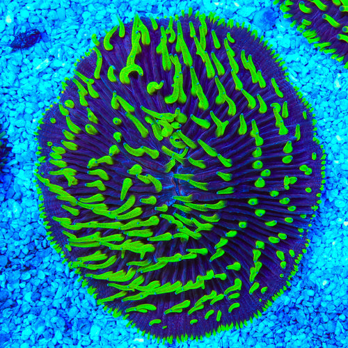 Joker Ultra Plate Coral