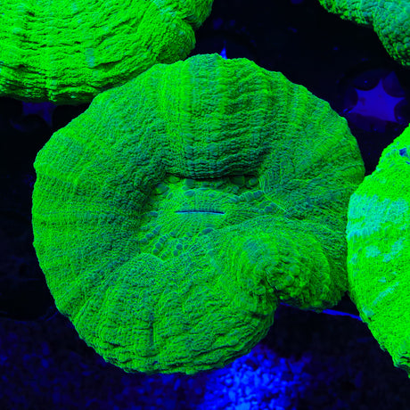 Ultra Scolymia Coral