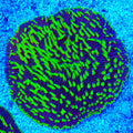 Joker Ultra Plate Coral