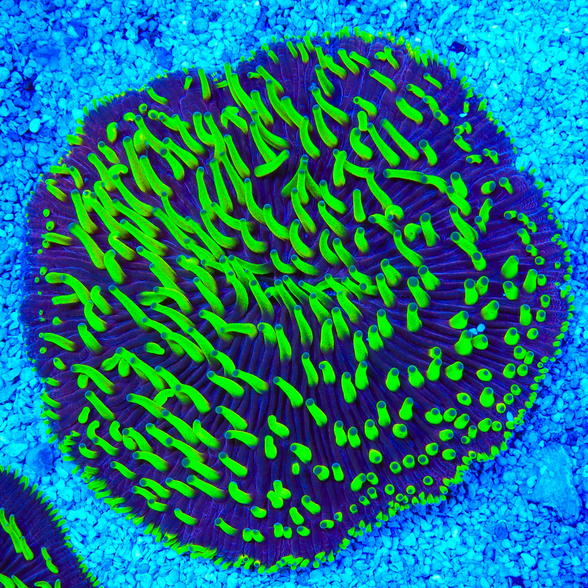 Joker Ultra Plate Coral