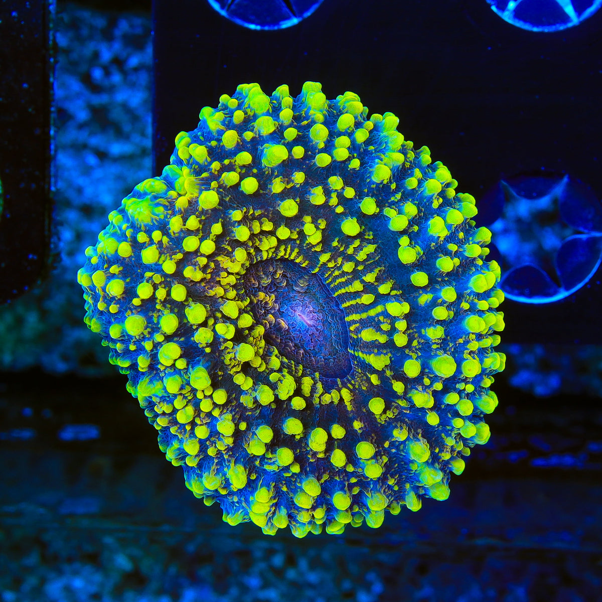 Rainbow Lobophyllia Coral