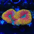 Rainbow Lobophyllia Coral