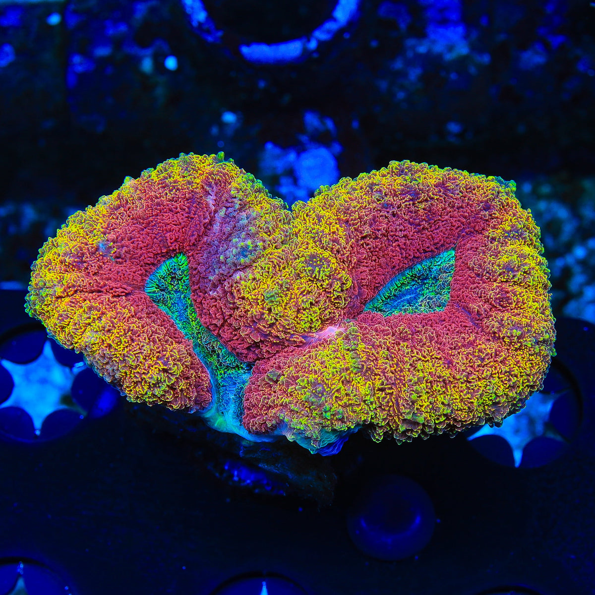 Rainbow Lobophyllia Coral