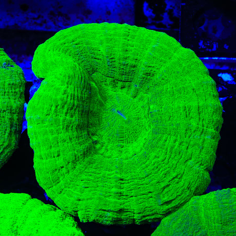 Ultra Scolymia Coral