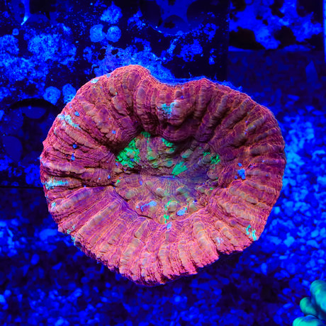 Rainbow Scoly Coral